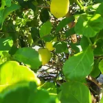 Entre Les Pins Et Les Oliviers Vendégház Bormes-les-Mimosas