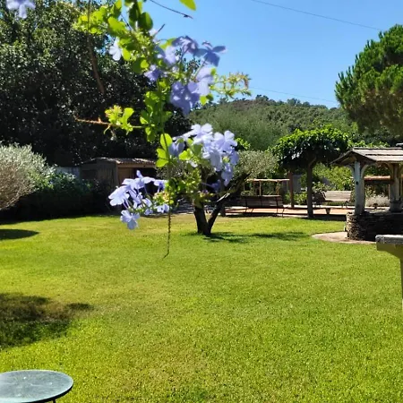 Entre Les Pins Et Les Oliviers